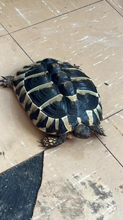 Image 3 of Beautiful 9 year old tortoise