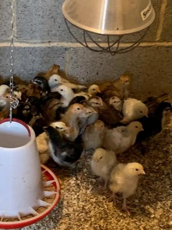 Image 1 of Week old chicks- various breeds