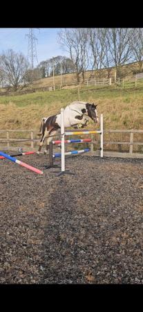Image 3 of 16.2hh 6 year old mare for loan