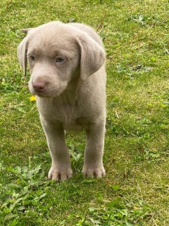 Image 3 of Beautiful blue eyed silver lab puppies