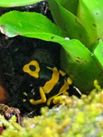 Image 2 of Dendrobate leucomelas (bumblebee dartfrog) And full setup