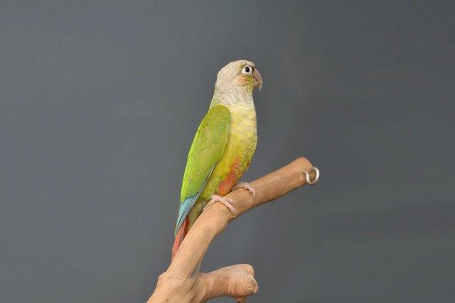Preview of the first image of Baby pineapple Conure for sale,19.