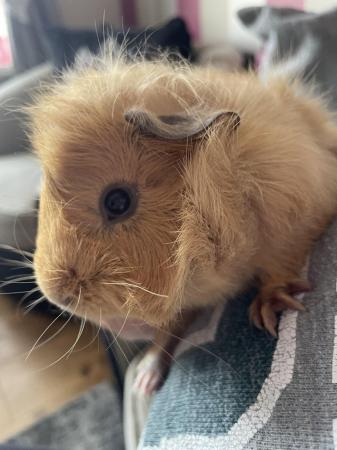 Image 3 of 14 week old male piggie for sale