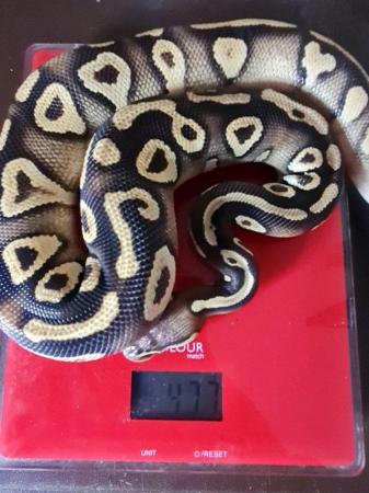 Image 3 of Male pastel phantom or mojave yellowbelly royal python