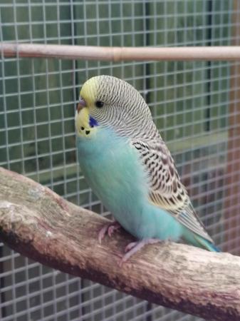 Image 1 of Young budgies, budgerigars, easily hand tamed