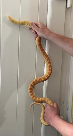 Image 9 of NOW SOLD sub adult bullsnakes for sale.