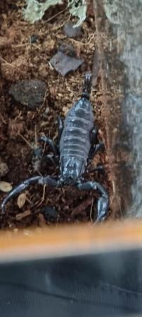 Image 4 of Asian blue forest scorpion