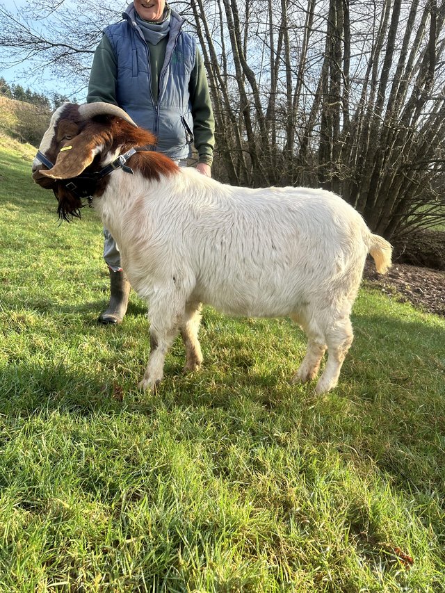 Preview of the first image of Stud boer bill goat Dave.