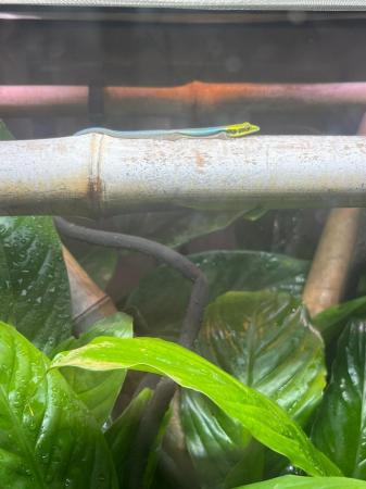 Image 2 of Phelsuma klemmeri - neon day gecko