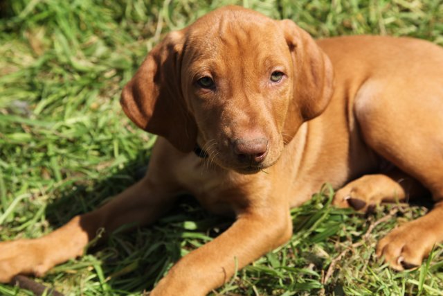 Image 4 of Hungarian Vizsla pups available NOW