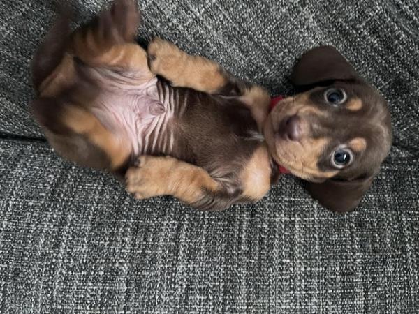 Image 11 of Stunning mini dachshunds