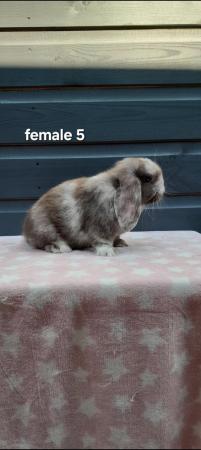 Image 6 of Gorgeous mini lop rabbits ready to leave