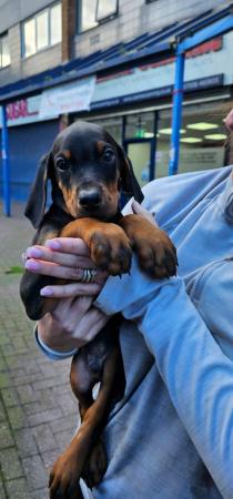 Image 8 of Damnation_dobermans puppies for sale