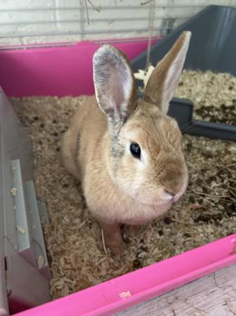 Image 2 of Female house bunny for sale
