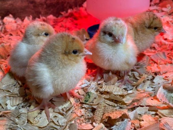 Image 3 of Buff Orpington Chicks (Un-sexed)