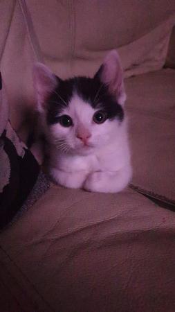 Image 3 of 9 week old male kitten looking for his forever home