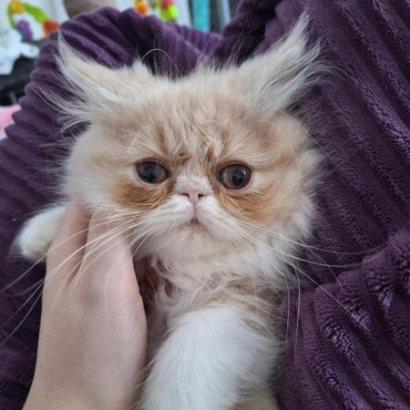 Image 1 of Pure breed Persian kittens for sale. Two gorgeous boys.