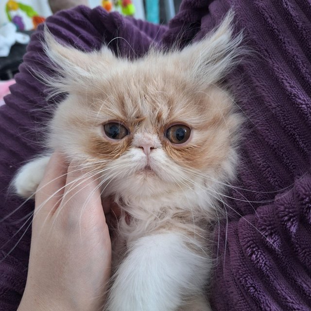 Preview of the first image of Pure breed Persian kittens for sale. Two gorgeous boys..