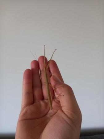 Image 4 of HALF PRICE 12x Indian stick insect eggs