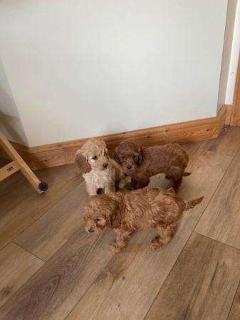 Image 1 of (1 apricot girl now available) Beautiful cockapoo puppy’s