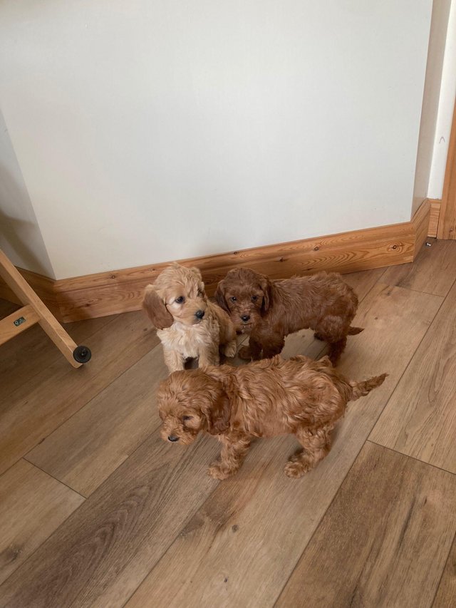 Preview of the first image of (1 apricot girl now available) Beautiful cockapoo puppy’s.