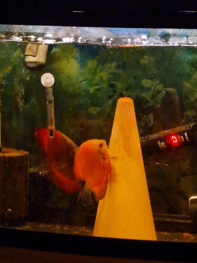 Preview of the first image of Breeding Pair of Yellow ghost Discus.