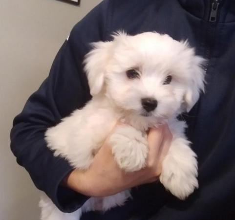 Image 4 of Maltese puppies.Ready today 2boys, 1girl. Very fluffy