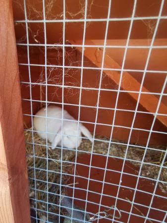 Image 2 of 3 year old white male rabbit