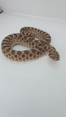 Image 7 of Hognose Snakes Superconda for sale various see Description