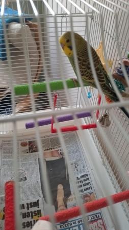 Image 4 of Budgie and Cage for sale