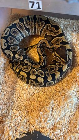 Image 2 of Snakes for sale royals /boas