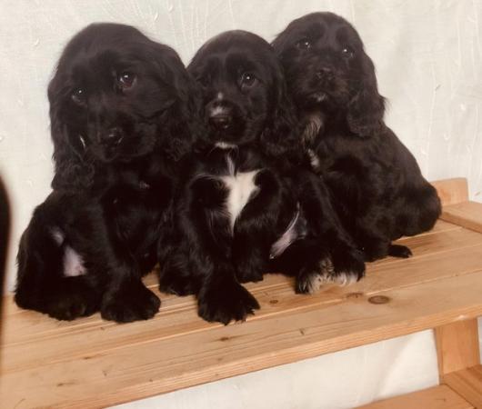 Image 4 of Quality Cocker Spaniel Puppies Black Boys