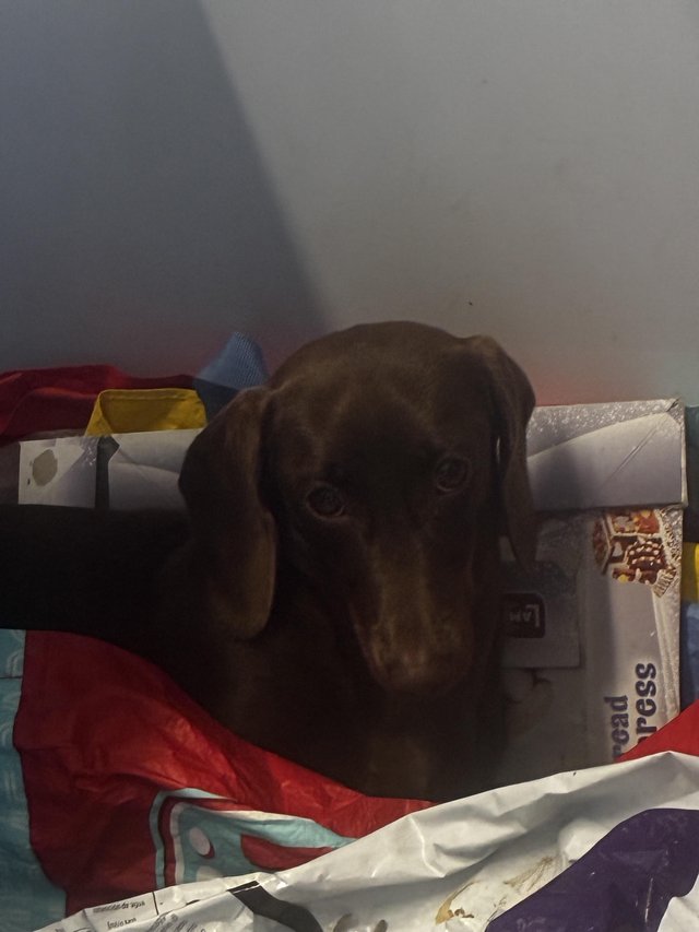 2 year old and 3 year old female dash hounds sausage dogs — photo 3 of 4