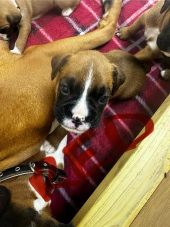Image 2 of 2 Kc registered Boxer puppies