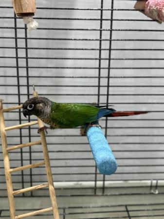 Image 3 of Young Conure with large cage and stand