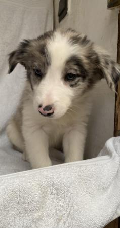 Image 17 of Beautiful Border collies puppies