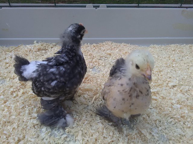 Preview of the first image of A Pair of Pure Bred Pekin Bantam Chicks 7 weeks old.