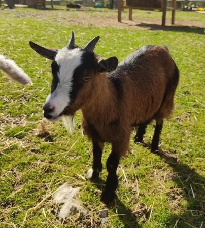 Image 2 of Pair of nanny pygmy goats