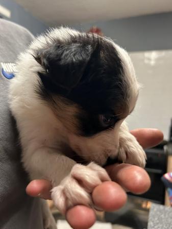 Image 3 of 5 weeks old border collie pups