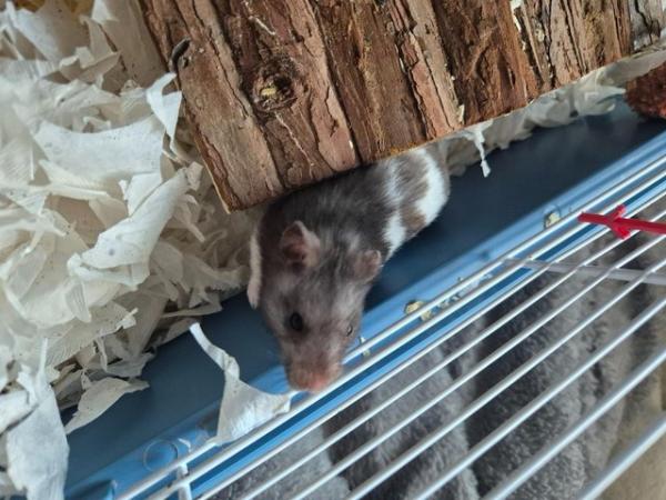 Image 5 of Syrian hamster and cage