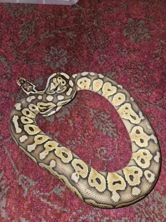 Image 4 of Pastave Special Royal Python snake