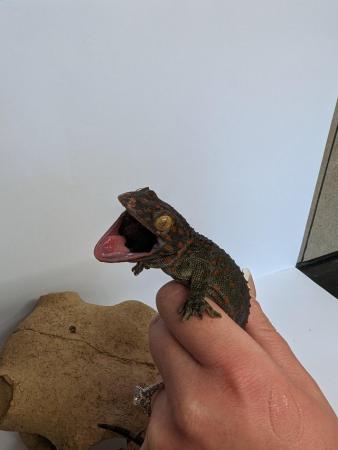 Image 1 of Female Tokay gecko available