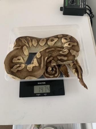 Image 2 of Royal python morphs and 33L rack for sale