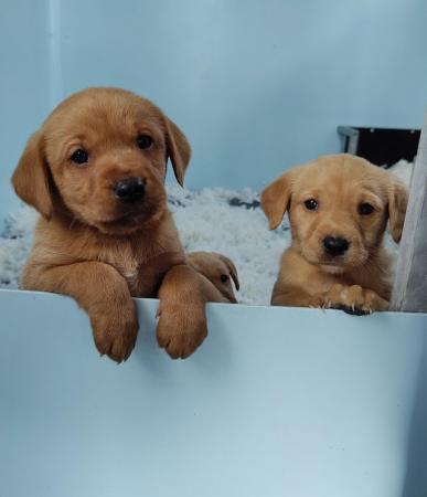 Image 4 of Kc Reg Fox Red Labrador Puppies From Health Tested Parents