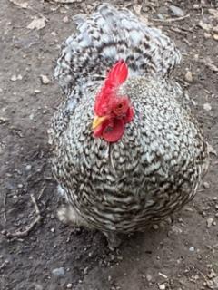 Preview of the first image of 10 month old pekin Cockerel.
