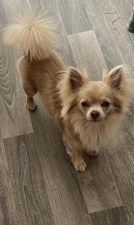 Image 1 of Long haired Chihuahua (STUD ONLY)