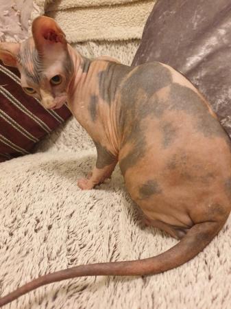 Image 7 of Canadian Sphynx For Sale
