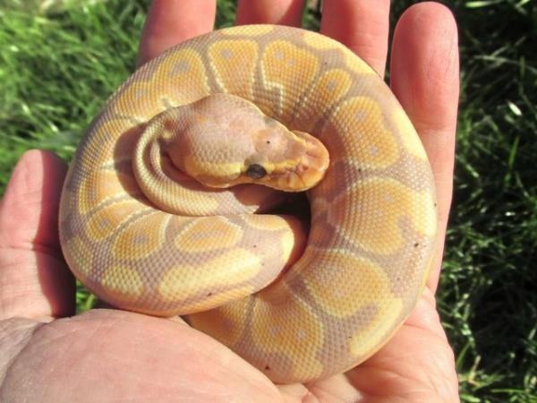 Image 2 of ON HOLD Banana ball python female