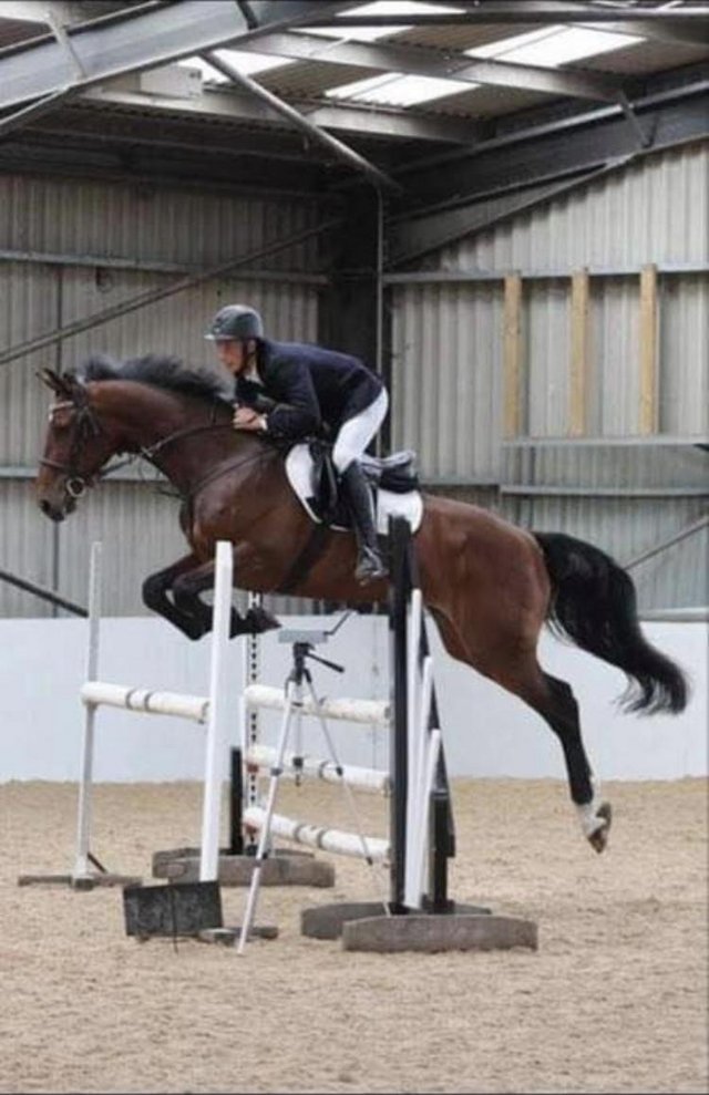 Preview of the first image of 16.2hh Gelding for sale.