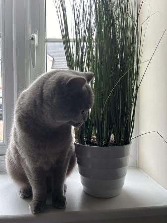 Image 7 of neutered British shorthair cat available